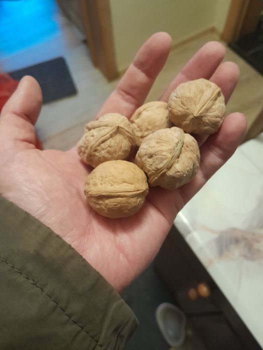 Продам орехи грецкие.