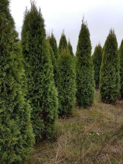 •Vand tuia de orice specie la preț minim
•Livrez plante ornamentale în