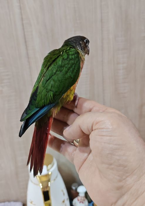 Продаётся ручной попугай.