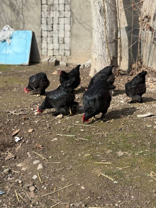 Jaydari tovuqlar sotilafi