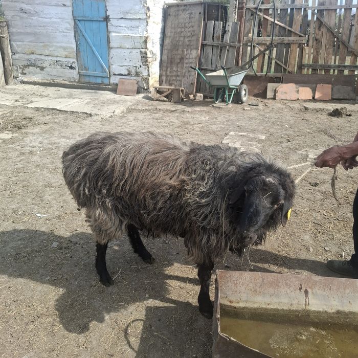 Қошкар 3 жасар сатылады