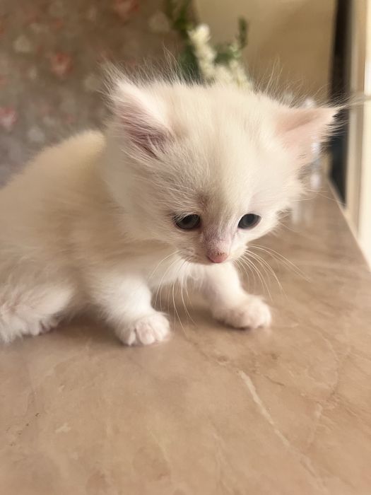 Oq Rangli Turetiskiy angoralar