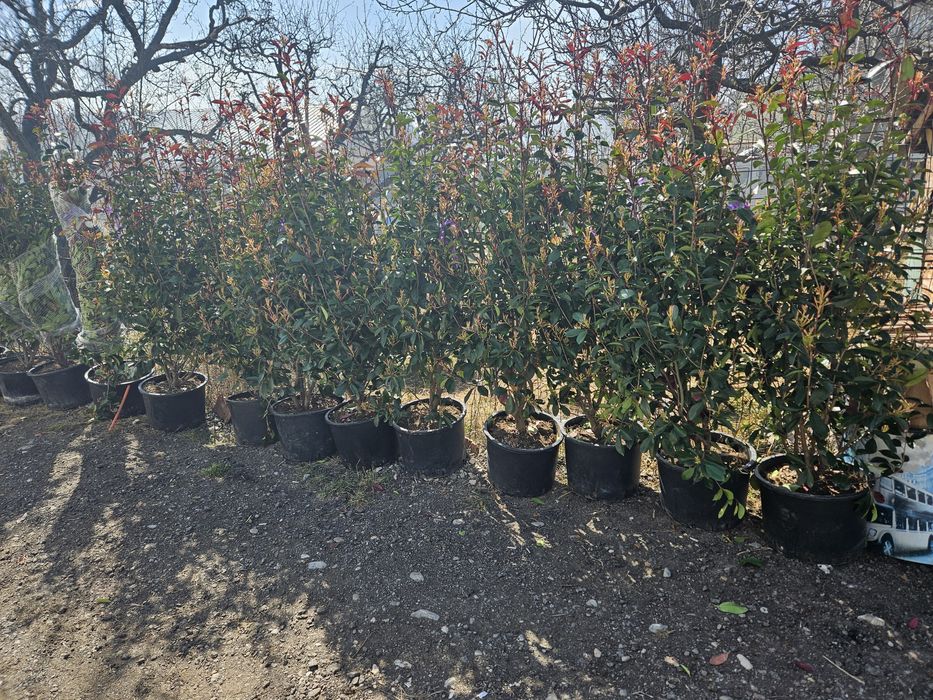 Catalpa leylandi maslin phoetinia