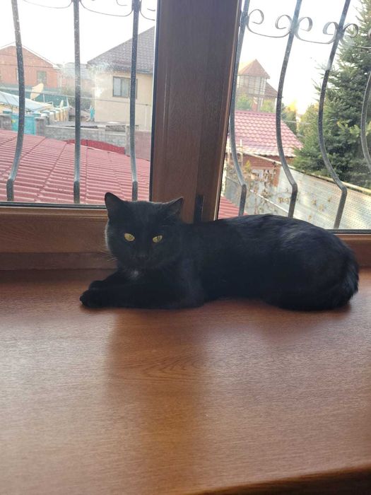 Потерялся черный котик без хвоста