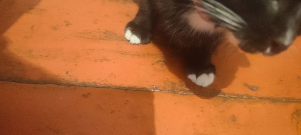 Котенок  породистый