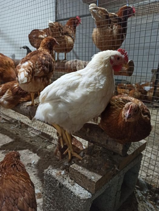 Продам молодых петухов