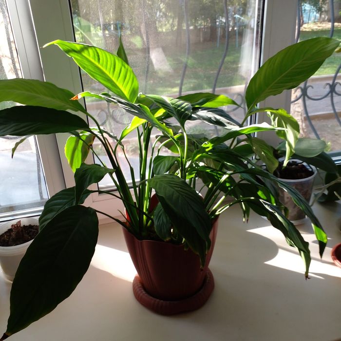 Продам комнатные цветы