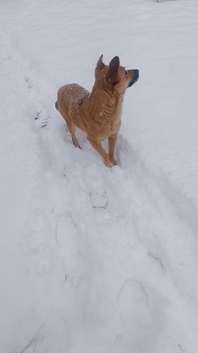Найдена собачка девочка. Видно потеряшка
