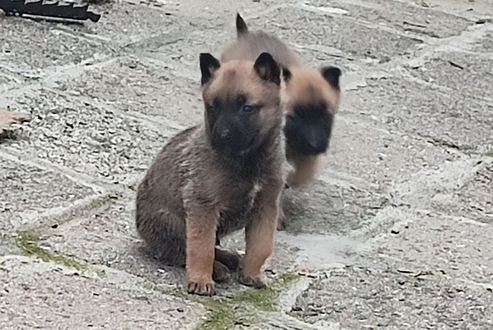 Белгийска овчарка Малиноа