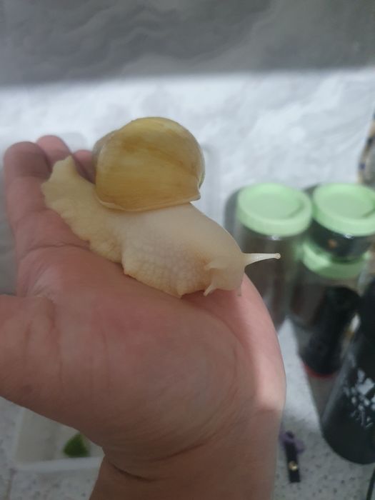 Продам улитки,ахатинцы.