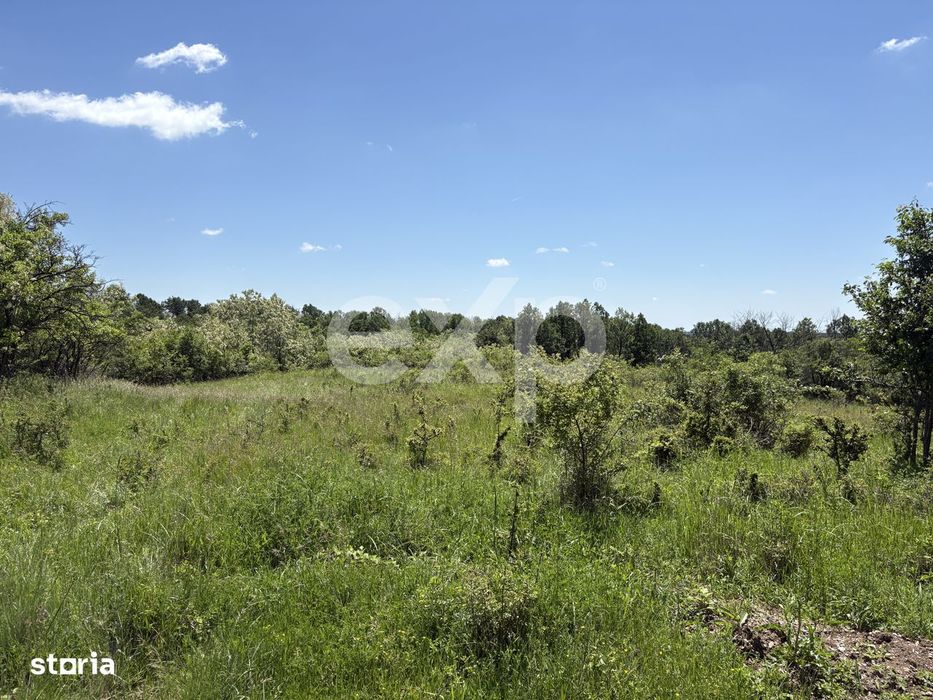 Intravilan 3015 mp Mosoaia | 48 ml deschidere | Langa padure