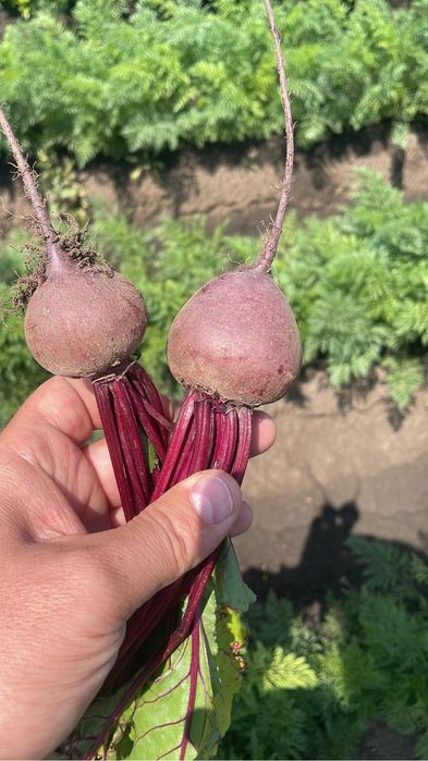 Sfecla rosie Pablo F1