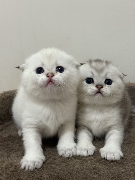Шотландский вислоухий котенок!