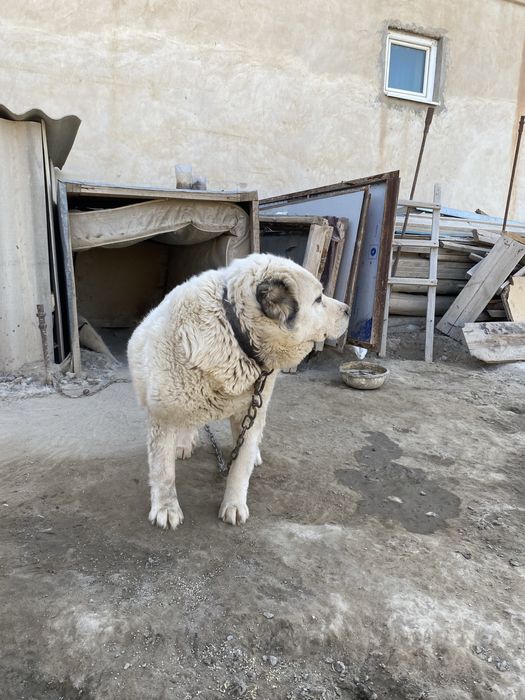Ит сатылады пародасы төбет жақсы ит