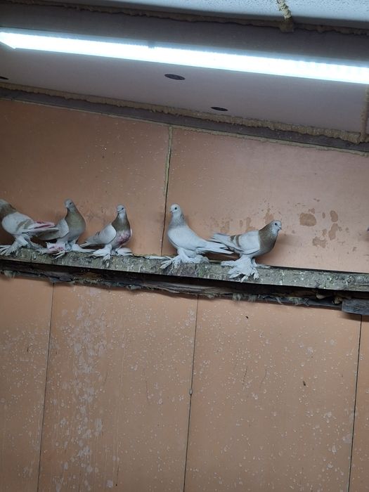 Продам голубей игра гребля тяга