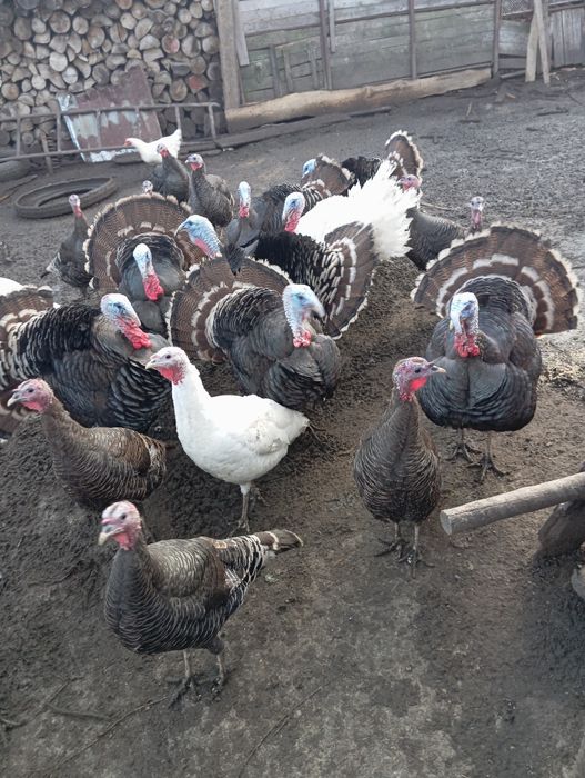 Vând curci și curcani