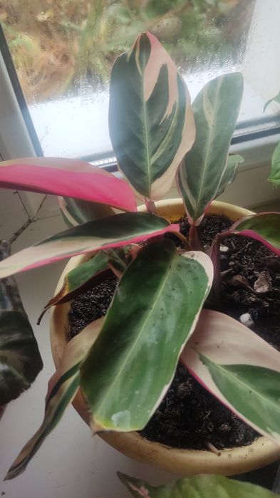 продам комнатные цветы.