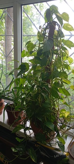 Комнатные растения