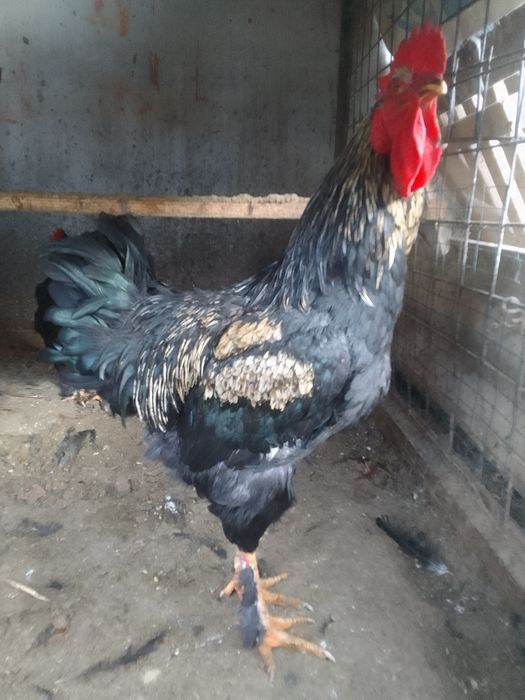 Продам срочно петухи./ 9 месяцев