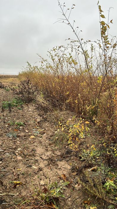 Карагач высота 1 - 2 метровые