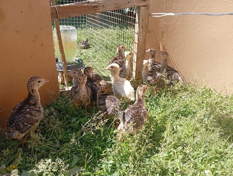 Балапандар сатлады