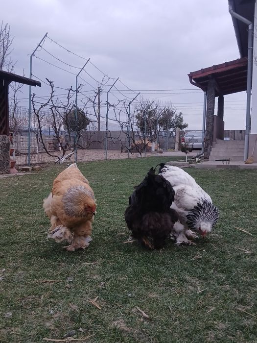 Vand oua de brahma pentru incubat...
