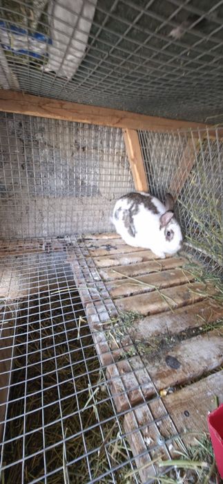 Кролики разные самцы самки