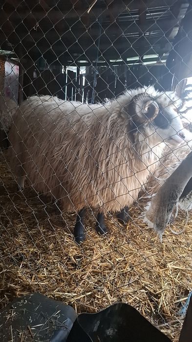 Vind mior  foarte bun de monta