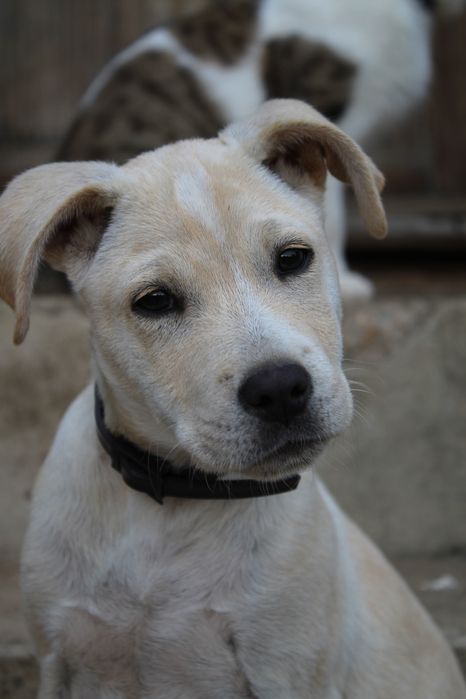 Donez,cățel  labrador