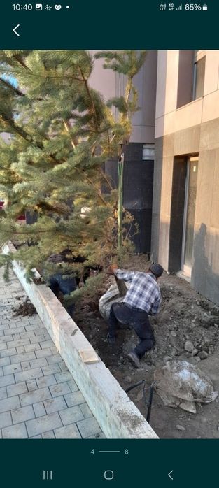 Деревья посадка пересадка