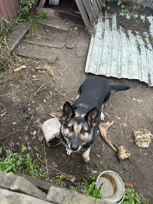 Продам восточно европейскую