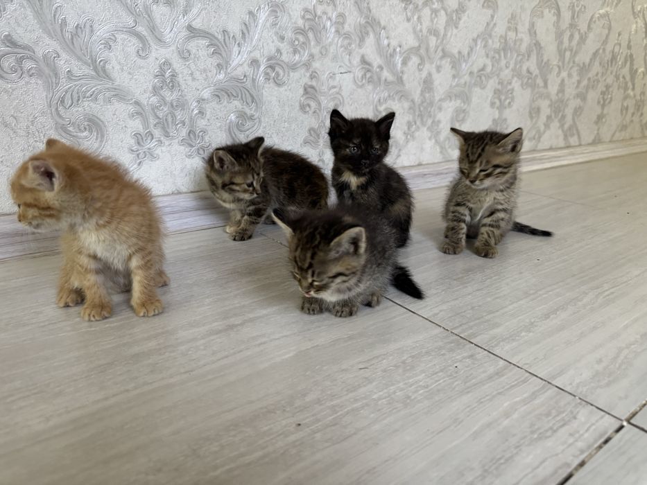 Котята ищут  дом.