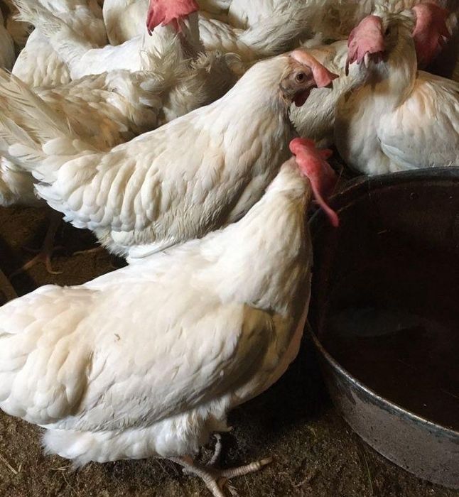 Куры несушки легорны