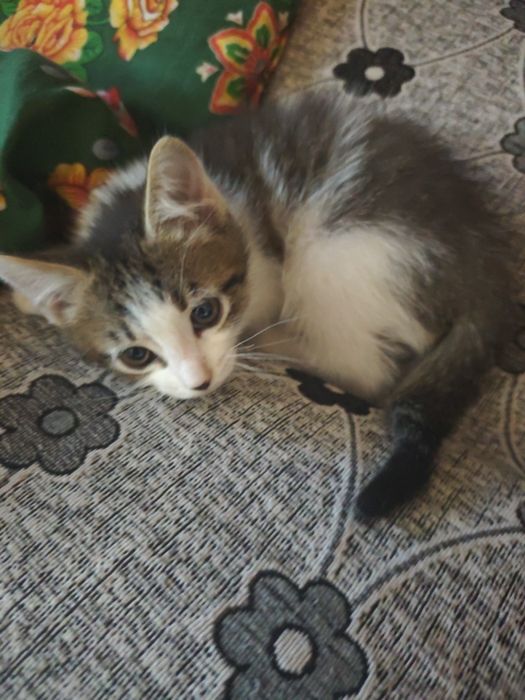 Отдам бесплатно котят