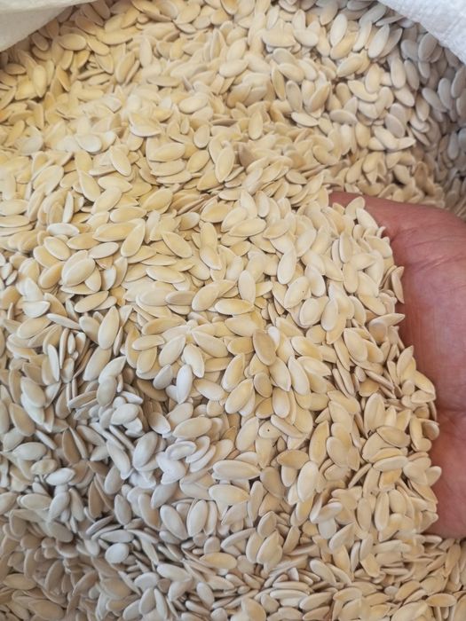 Семена дыни Бакинка высшего сорта