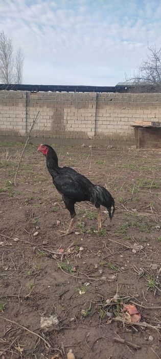 Dakan horoz sotiladi