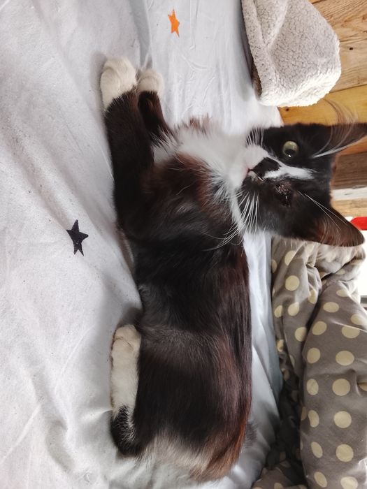 Котята две девочки