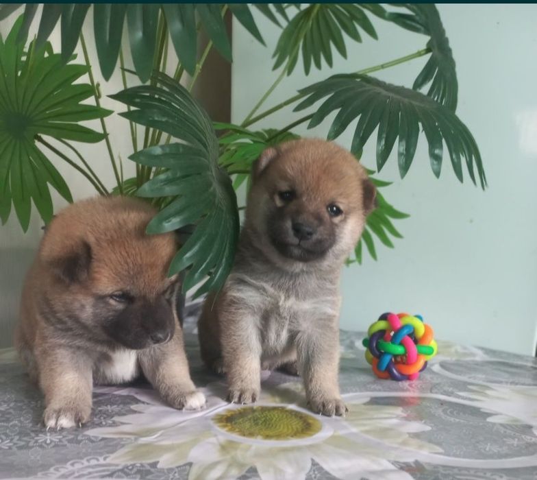 Сиба ину готовятся к продаже