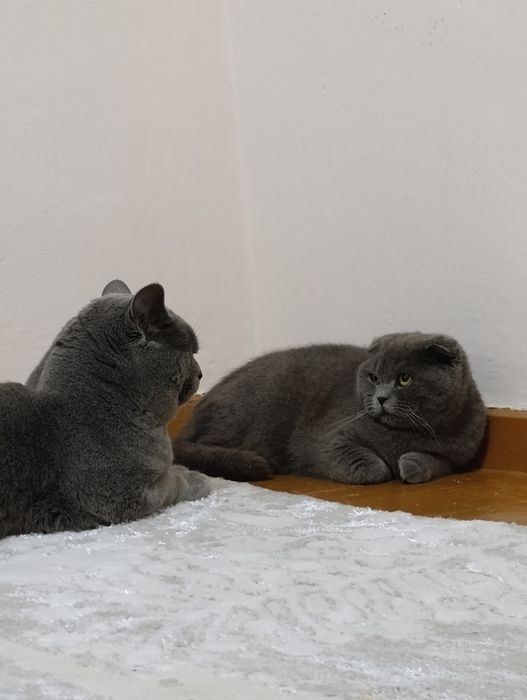 Вязка Британский кот