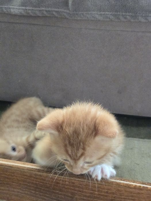 Оранжави котенца