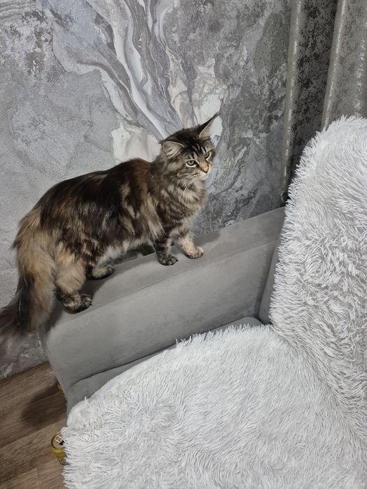 Потерялась кошка