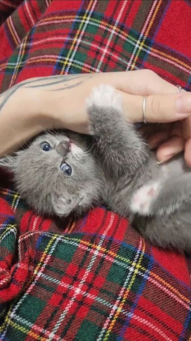 Котёнок в заботливые руки