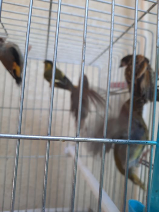 3 пар тути . Ёввойи кушлар