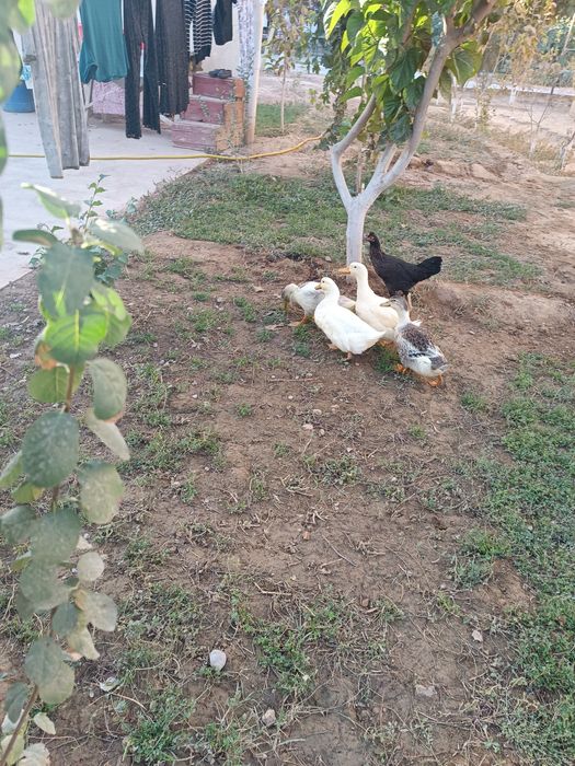 Oʻrdakni sotmoq choman