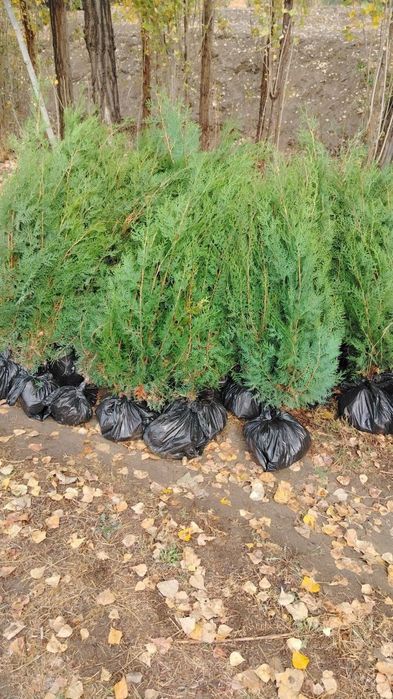 Саженцы Шымкент видов