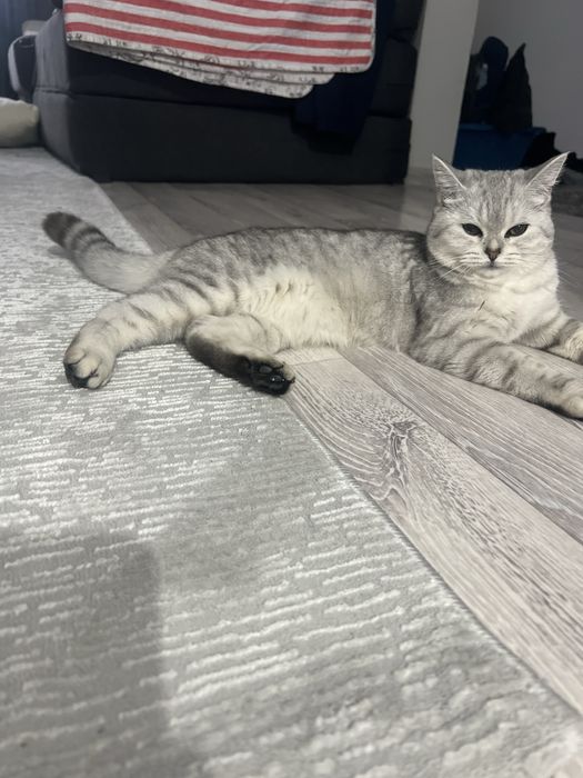 Британская шиншила