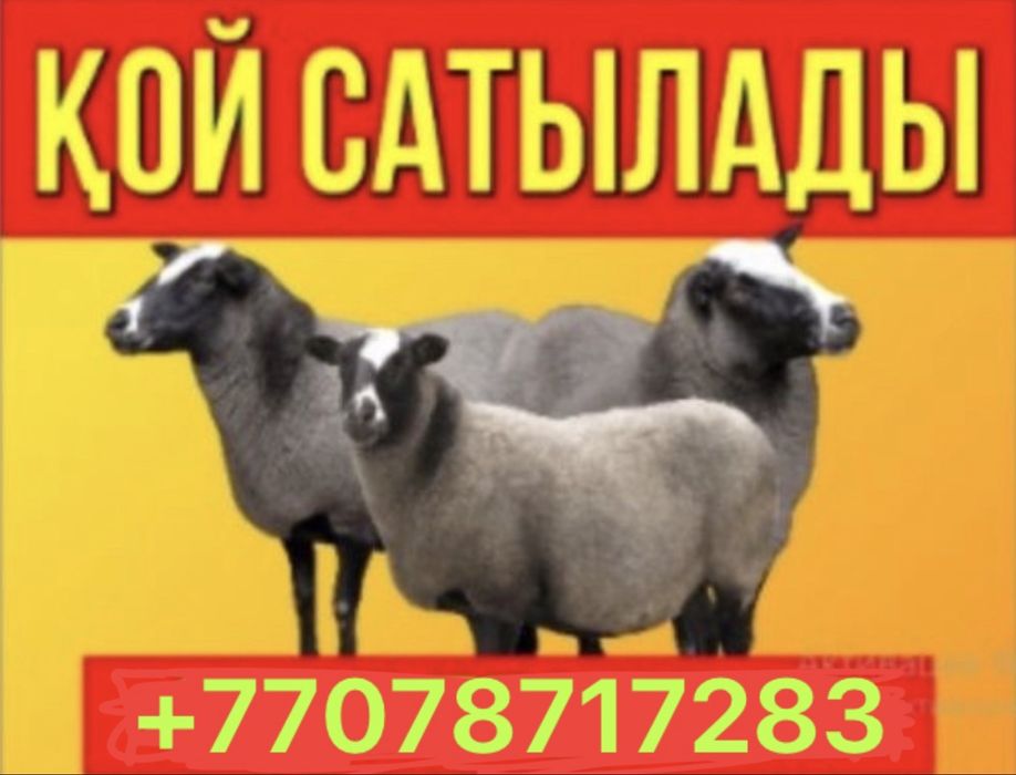 Еркек қойлар бар