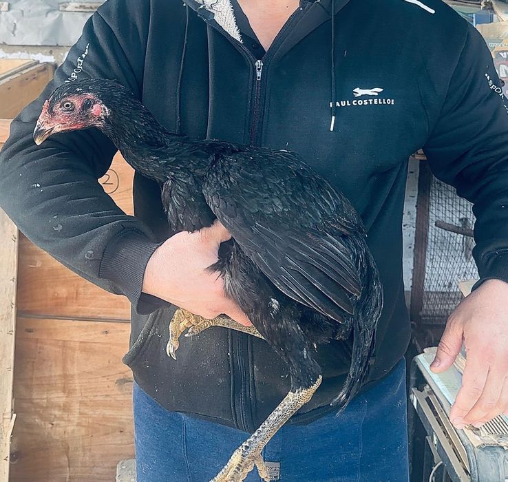 Продам даканов Вьетнам. Ганной