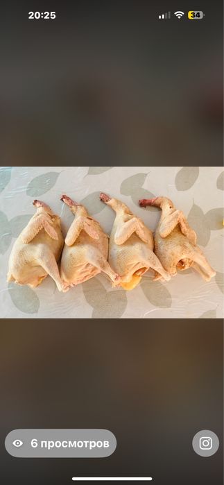 Куры несушки оптом