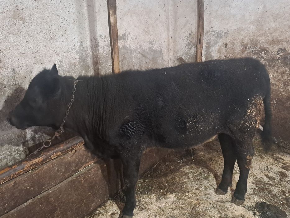 Vand o vitica angus si una baltata